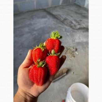 Продам клубнику оптом