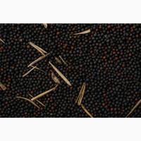 Ріпак / рапс ОПТ