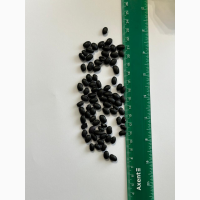 Продам квасолю чорну (урожай 2024, від 20т)