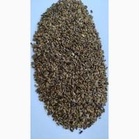 Продам- розторопша плямиста (Silybum marianum)