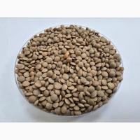 Закуповуємо сочевицю / чечевицю