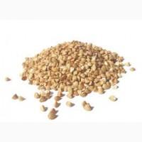 Чисте, якісне зерно гречки. Опт