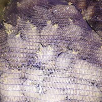 Продам картоплю врожаю 2024 р на бюджет або посадку