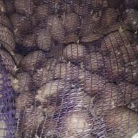 Продам картоплю врожаю 2024 р на бюджет або посадку