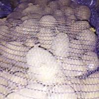 Продам картоплю врожаю 2024 р на бюджет або посадку