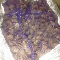 Продам картоплю врожаю 2024 р на бюджет або посадку