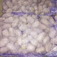 Продам картоплю врожаю 2024 р на бюджет або посадку