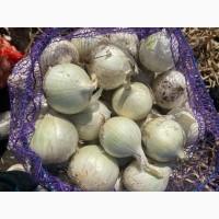 Цибуля БІЛА, Цибуля Стерлінг, Харківська область