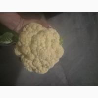 Продам капусту цветную
