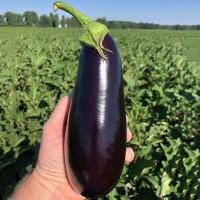 Продам баклажани, казімір, об#039;єм присутній, Самарівський район, Дніпропетровська область