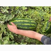 Продам кавун (карістан, арашан, фарао)