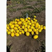 Продажа дыни с поля сорт Ругасо