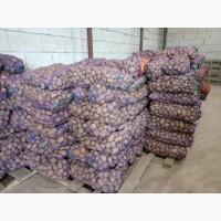 Продам картоплю товарну