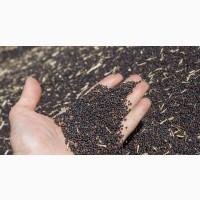 Продам ріпак БЕЗ ГМО, Івано-Франківська обл