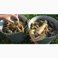 Живі та варені раки продам