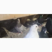 Миколоївські та курсаки