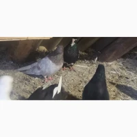 Миколоївські та курсаки