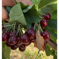 Продам черешню