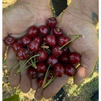 Продам черешню