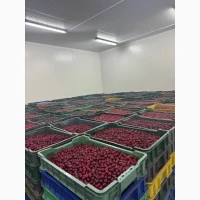 Продам вишню охолоджену/заморожену