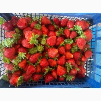 Куплю полуницю, будь які пізні сорти. 130-150грн/кг