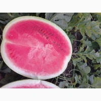 Продам кавун ПРОДУСЄР спілий та солодкий