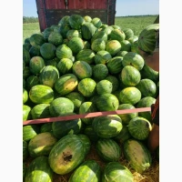Продам кавун ПРОДУСЄР спілий та солодкий