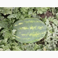 Продам кавун ПРОДУСЄР спілий та солодкий