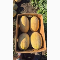 Продам дыню как мед Амал обьем
