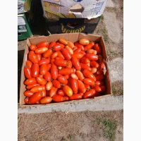 Продам томати