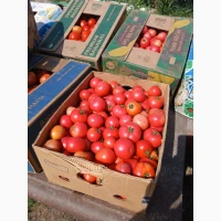 Продам томати