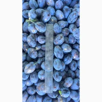 Продам товарну сливу, Стенлей (Угорка)