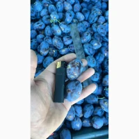 Продам товарну сливу, Стенлей (Угорка)
