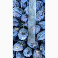 Продам товарну сливу, Стенлей (Угорка)