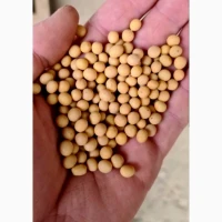 Продам Сою - Соя Оптом цена 11 грн кг есть ОБЬЕМ