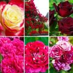 Найкращі саджанці троянд: різноманіття сортів та висока якість за доступними цінами