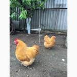 Продам инкубационное яйцо орпингтона палевого