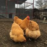 Продам инкубационное яйцо орпингтона палевого