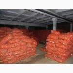 Лук Репчатый из Казахстана крупным оптом