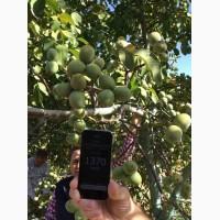 Продам саженцы грецкого ореха. Сорт Сhandler.Привитые. продажа осень 2020. Звоните