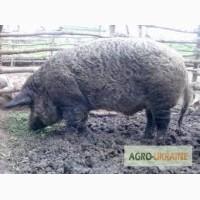 Продам хряка мангала