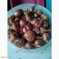 Продам цибулю, сорт шалот