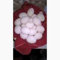 Ищу постоянного закупщика яиц