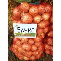 Продам лук сорт банко, фракция 5-7
