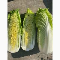 Продам пекінську капусту від фермера з 5 тонн