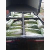 Продам пекінську капусту від фермера з 5 тонн
