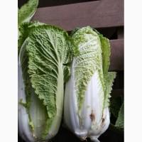 Продам пекинскую капусту, сорт Билко