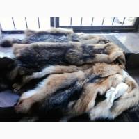 Продам шкуры шакала