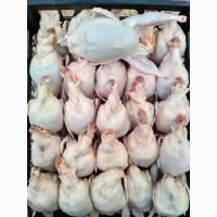 Продаю Мяско перепелов супер качество, супер вес, супер постоянно