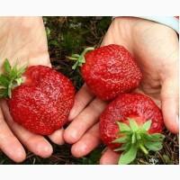 Продам розсаду полуниці